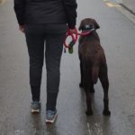 Sortir a passejar el gos durant el confinament pel coronavirus