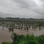 David Casadellà, productor de poma de Girona, ha perdut cinc hectàrees a causa dels temporals