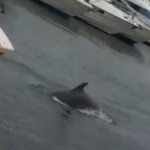 #FactCheckCapital: No, aquests dofins no neden a Palamós gràcies a l’aturada pel coronavirus. Són a Turquia