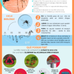 privat:-l’ajuntament-combat-la-proliferacio-del-mosquit-tigre