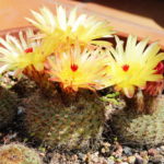 privat:-la-regidora-nuria-cucharero-valora-el-gran-exit-de-participacio-al-certamen-guixols-flors-at-home