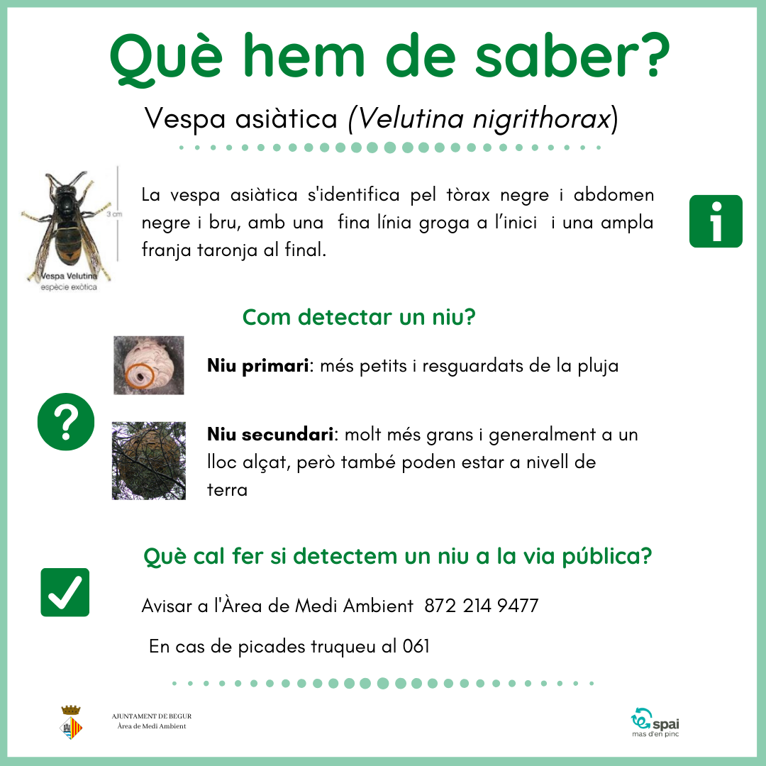 privat:-coneix-amb-mes-profunditat-la-vespa-asiatica-i-ajuda-a-evitar-la-seva-propagacio-pel-territori
