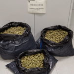 Troben-11-quilos-de-marihuana-en-un-control-de-la-policia-local-de-Torroella-Imatge-del-consistori-00002-1536×768