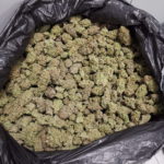 Troben-11-quilos-de-marihuana-en-un-control-de-la-policia-local-de-Torroella-Imatge-del-consistori-00003-600×800