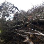 Pals desmenteix una tala massiva d’arbres denunciada per ecologistes i l’oposició Imatge de la tala d'arbres a Pals desmentida per l'Ajuntament