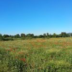 Sol, calor i més de 30ºC de temperatura màxima