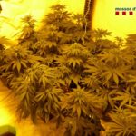 Detenen un home al Baix Empordà per cultivar 21 plantes de marihuana