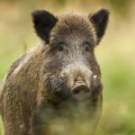 privat:-begur-fara-aquest-cap-de-setmana-una-batuda-de-senglars