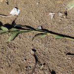 Torna a morir un poltre enverinat per baladre a La Bisbal