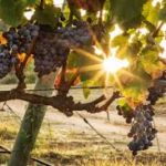 Ja es pot participar a les activitats enoturístiques de cellers de l’Empordà