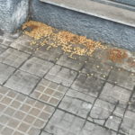 Torroella de Montgrí vol evitar l’alimentació no autoritzada dels animals al carrer