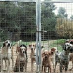 Es disparen els abandonaments de gossos al Baix Empordà