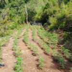 La situació del tràfic de marihuana al Baix Empordà: detinguts, diners i plantacions