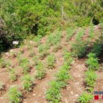 Un vídeo fa paròdia simulant la sèrie Narcos amb la situació de marihuana al Baix Empordà