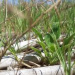 Begur avança en la protecció d’un sistema dunar propi amb gran valor ecològic privat:-begur-avanca-en-la-proteccio-d’un-sistema-dunar-propi-amb-gran-valor-ecologic