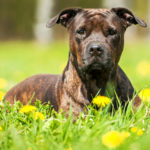 privat:-coneix-les-responsabilitats-i-obligacions-en-relacio-amb-la-tinenca-de-gossos-potencialment-perillosos