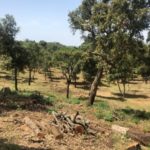 privat:-proteccio-davant-els-incendis-forestals