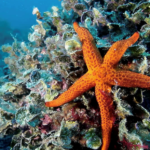 Calonge i Sant Antoni organitza un concurs de fotografies dels itineraris submarins