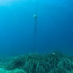 El fondeig controlat millora el desenvolupament dels alguers de posidònia oceànica de les cales de S’Alguer i Sanià