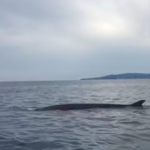 VÍDEO: Es veuen balenes a la costa de Palamós