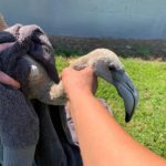 Rescaten un flamenc en un carrer de Platja d’Aro a mig vol d’emigració Flamenc comú rescatat a Platja d'Aro - Imatge de la Policia Local
