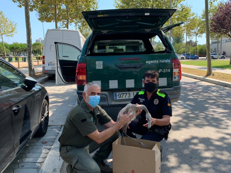 Flamenc comú rescatat a Platja d'Aro - Imatge de la Policia Local