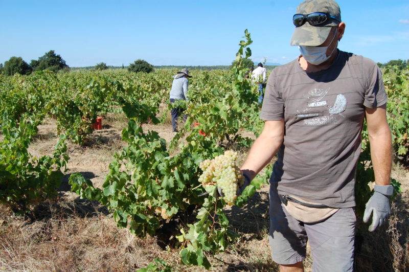 Inici de la Verema de la DO Empordà 2020 - Imatge de la DO Empordà