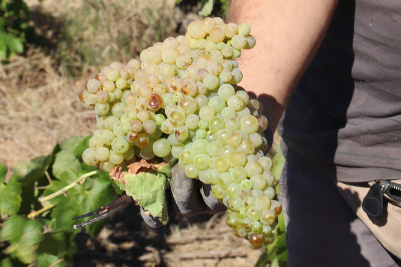 Pla tancat d'un dels raïms de la varietat Macabeu de la vinya de la Guilla de Garriguella en el primer dia de verema de la DO Empordà el 24 d'agost de 2020 (Horitzontal) - Imatge de l'ACN