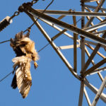 Denuncien la mort d’un duc electrocutat en una línia d’alta tensió a Castell d’Aro