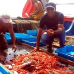 Ja es pot tornar a fer pescaturisme a Palamós Pescadors de gamba | Imatge d'arxiu