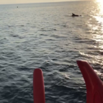 Vídeo: Els dofins tornen a deixar-se veure per Cap Sa Sal
