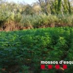 Detenen tres homes per cultivar 3.000 plantes de marihuana al Baix Empordà