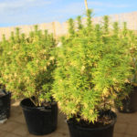 Desmantellen dues plantacions de marihuana del terrat de dues cases de Sant Feliu de Guíxols