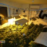 Detenen tres persones per cultivar unes 900 plantes de marihuana en una masia del Baix Empordà