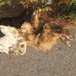 Atropellen un duc a la carretera de Palamós a Sant Feliu