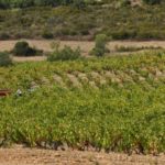 Balanç negatiu de la verema d’enguany a la DO empordà