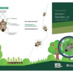 privat:-especie-invasora-bernat-marbrejat-(halyomorpha-halys)