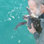 Vídeo: Dos pescadors de l’Estartit salven una tortuga babaua Tortuga Babaua Estartit