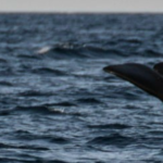 FOTOS: es veu un catxalot a la costa de Palamós