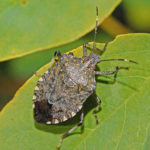Pentatomidae_-_Halyomorpha_halys-001