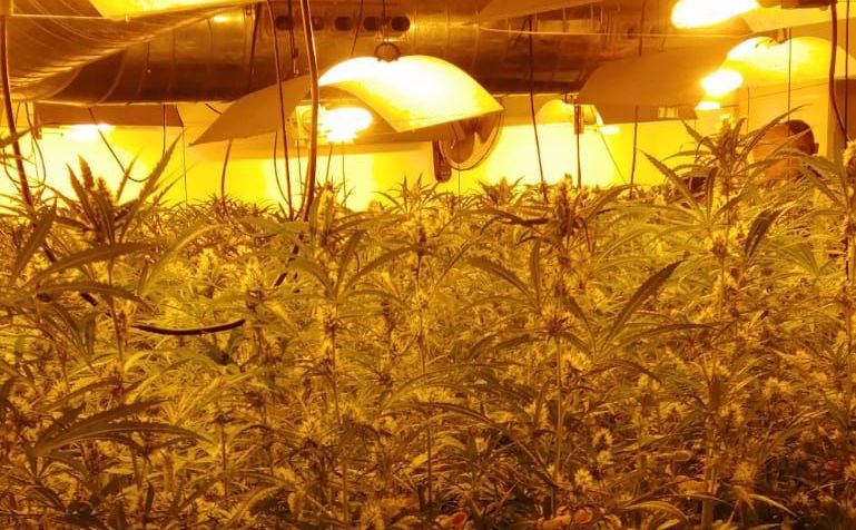 Plantació de marihuana a Palamós | Imatge dels Mossos d'Esquadra