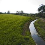 Baltasar Parera: “El primer document sobre el conreu de l’arròs a Catalunya fa referència a Pals”