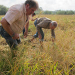 Torna la campanya gastronòmica Pals i la Cuina de l’Arròs cuina de l'arròs