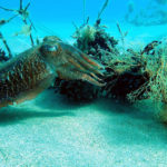 El Pla de gestió de la sèpia de Pals estableix una veda anual de dos mesos