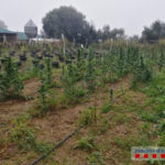 Els Mossos detenen un home que cultivava prop de 400 plantes de marihuana en una masia a Regencós