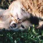 Un dels 36 animals de nom “Covid” de Catalunya, al Baix Empordà Veterinaris Animals Gat Gos