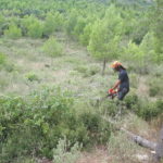 neteja forestal