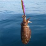 Es torna a permetre la pesca de sèpia a Pals