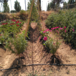 El Departament d’Agricultura aposta per la conservació de la biodiversitat cultivada