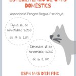privat:-inscriu-el-teu-gat-domestic-a-la-nova-campanya-d’esterilitzacio
